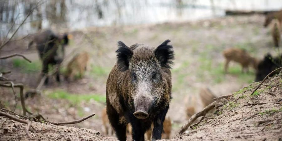 Die Afrikanische Schweinepest hat die Schweine Rumäniens befallen. Um infizierte Wildschweine an der Grenzüberschreitung zu hindern, baut Bulgarien auf ihrer Seite der Grenze nun einen Zaun.