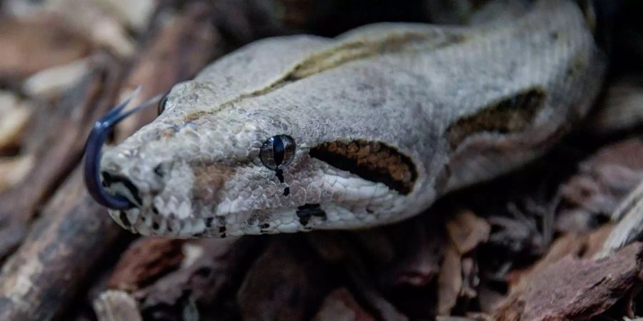 Die Boa Constrictor schlängelt sich durch Teile von Baumrinde in ihrem Gehege.