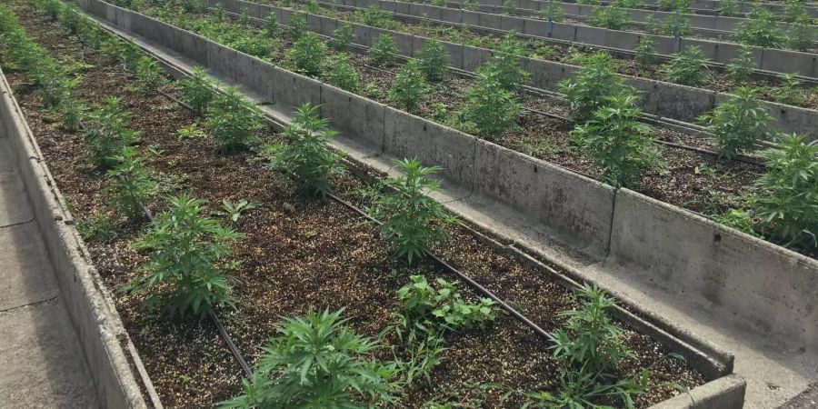 Nebst Outdoor-Hanfpflanzen werden auf dem Hanfhof in Zeiningen AG auch...