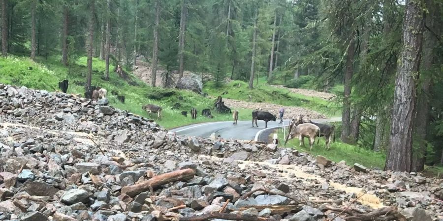 Entlaufenes Vieh nach dem Murgang.