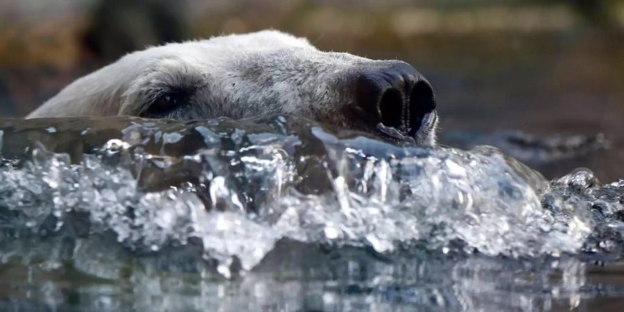 Ein Eisbär hat in Kanada auf einer Insel in der Hudson Bay einen Menschen getötet (Symbolbild).