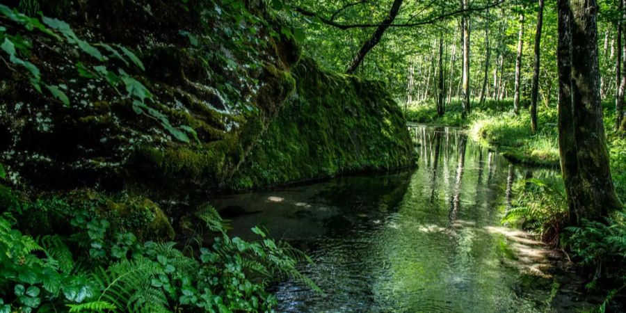Die Wasserqualität wurde in fünf Flüssen untersucht. (Symbolbild)