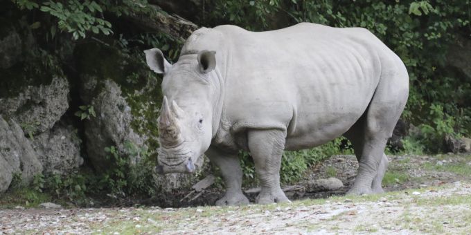 Nach Tragödie - Nashorn, das Pflegerin tötete, darf im Zoo bleiben