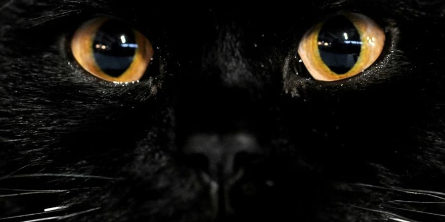 Schwarze Katze