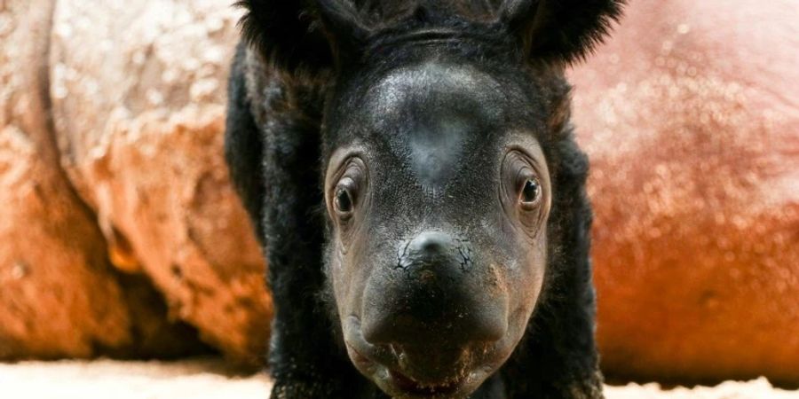 Sumatra-Baby-Nashorn  in indonesischem Nationalpark (Symbolbild)