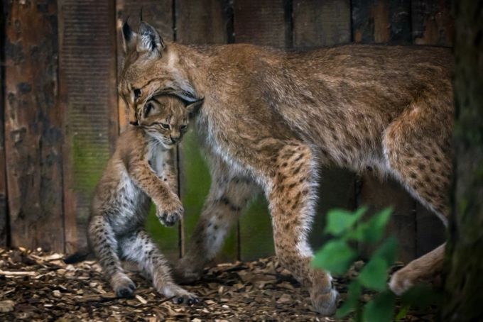 Das Luchs-Weibchen Aria mit ihrem ersten Nachwuchs im Jahr 2020. Luchs