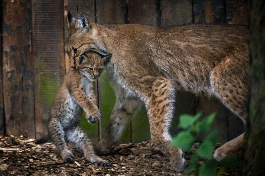 Luchs