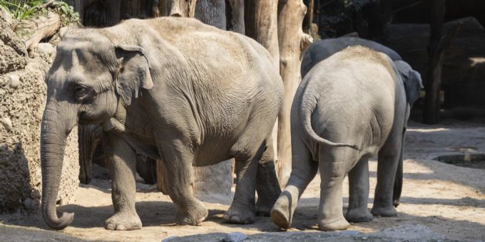 Zoo Zürich warnt - Weiterer Elefant hat nach Umeshs Tod Herpesvirus