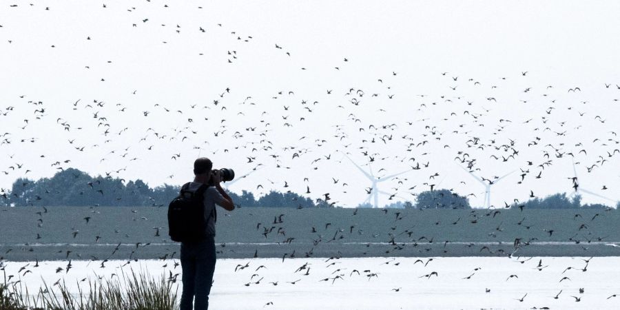 Sandregenpfeifer, Alpenstrandläufer und andere Zugvögel fliegen über das Wattenmeer der Nordseebucht Jadebusen.