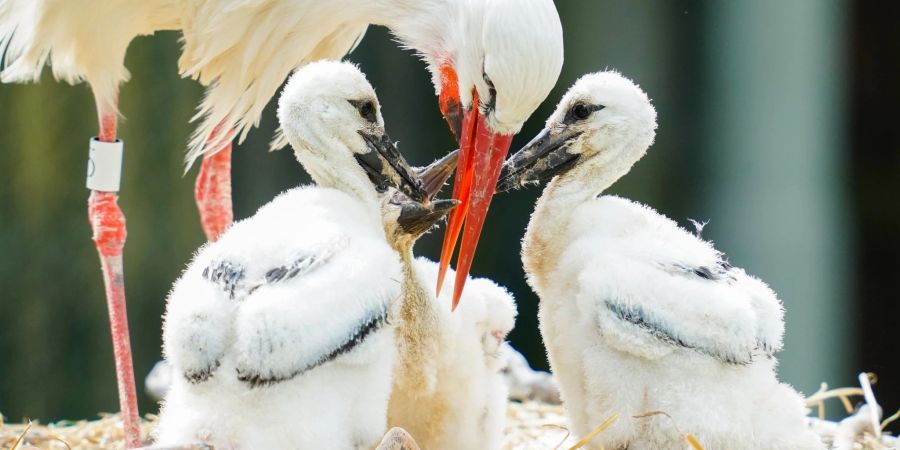Ein Weissstorch kümmert sich um Jungtiere. Bei dieser Vogelart steigen die Brutbestände.