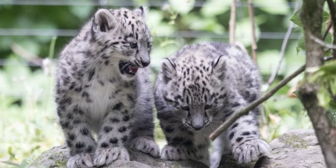 Den kleinen Schneeleoparden im Zoo Zürich ist es auch zu heiss. zoo zürich