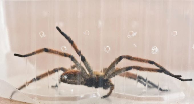 Brasilianische Wanderspinnen, umgangssprachlich auch Bananenspinnen genannt, sind hochgiftig. Brasilianische wanderspinne