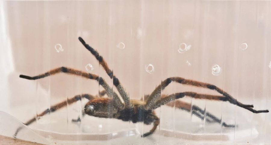 Brasilianische wanderspinne