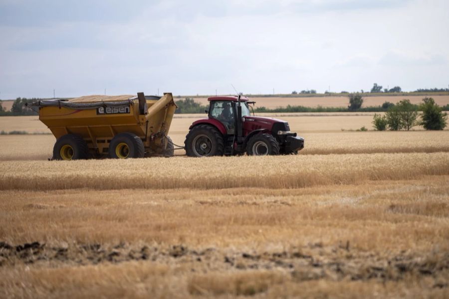 Ein Traktor transportiert Weizen zu einem Getreidetransporter.