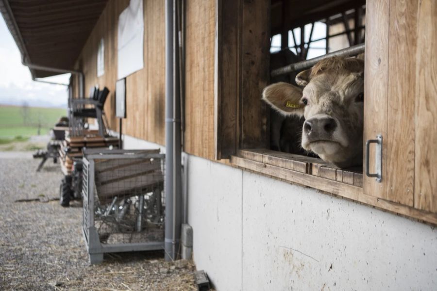 Bio-Fleisch, beispielsweise Rindfleisch, ist weniger erfolgreich.