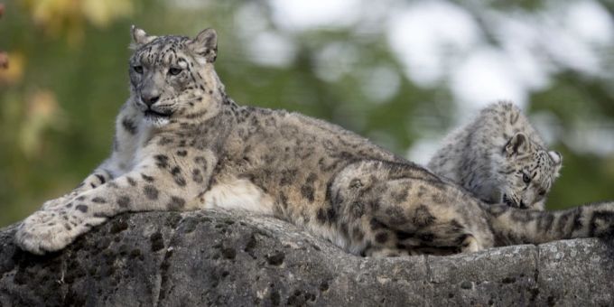 Im Zoo Zürich gab es Nachwuchs bei den Schneeleoparden. ( Symbolbild) Zoo Zürich
