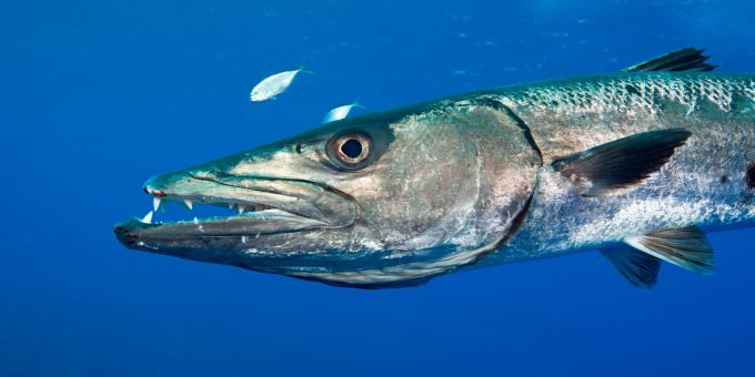 barracuda