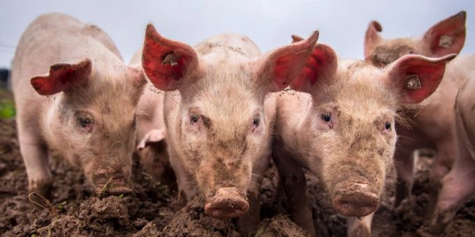 Vietnam entwickelt den ersten kommerziellen Impfstoff gegen die Afrikanische Schweinepest. vietnam