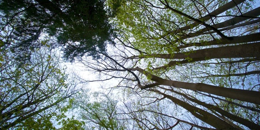 Deutschlands Wäldern geht es schlecht - nun sollen sie «umgebaut» werden.