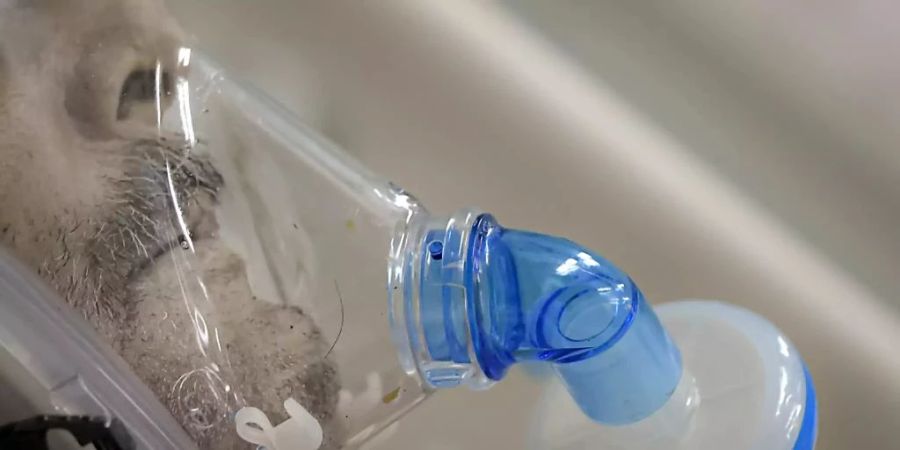Wegen seiner Angststörung wurde er via Sauerstoff-Maske mit Xenon behandelt.