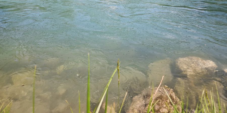 Die Wasseroberfläche der Aare ist bedeckt mit Insekten.