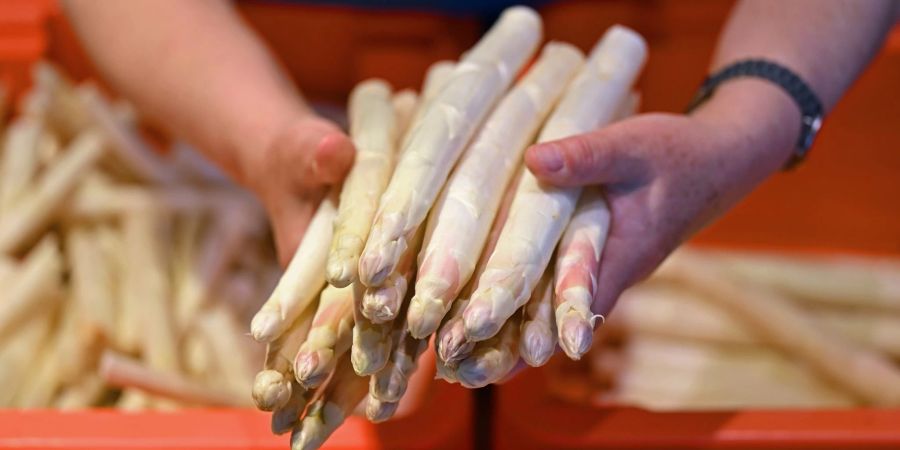 Frischer Spargel - Die Erntesaison dauert bis zum 24. Juni, dem Johannistag.
