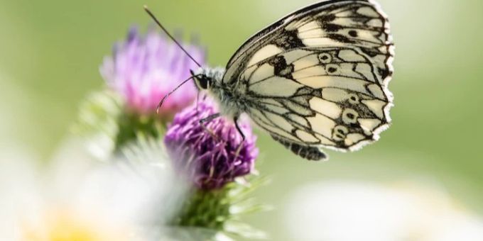 Mit dem Insektenflugsimulator kann man als Schmetterling durch die Welt fliegen. Schmetterling auf lila Blume