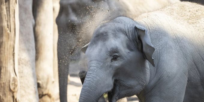 zoo zurich