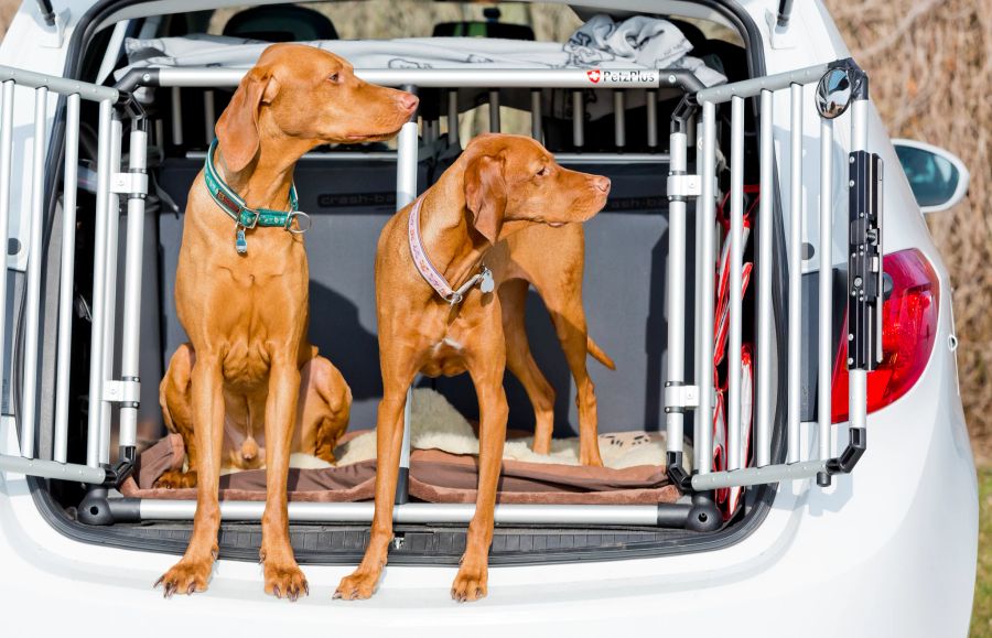 Hunde Auto Heck offen Gitter