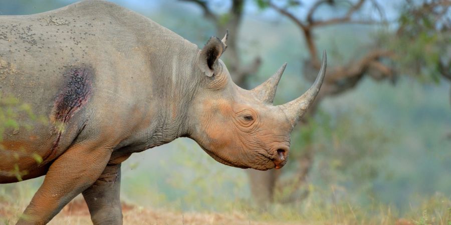 Ein Spitzmaulnashorn im südafrikanischen Hluhluwe-iMfolozi-Park.