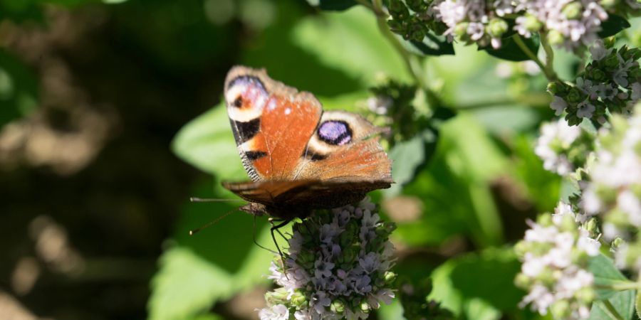 Tagpfauenauge Blüte Schmetterling Nektar