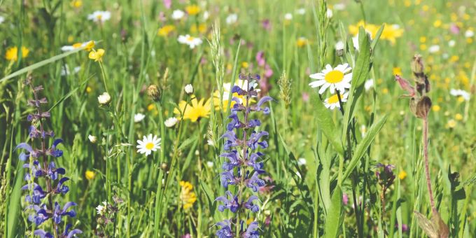 Die neu angelegte Blumenwiese zwischen Gemeindesaal und Berufsbildungszentrum wird auch dieses Jahr Menschen und Insekten erfreuen. Blumenwiese