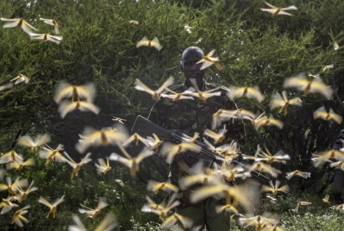 In Uganda werden nun Insekten-Experten gezielt trainiert. uganda