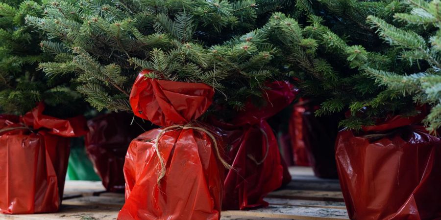 Weihnachtsbäume mit Wurzeln im Topf erleben nur selten ein zweites Weihnachtsfest.