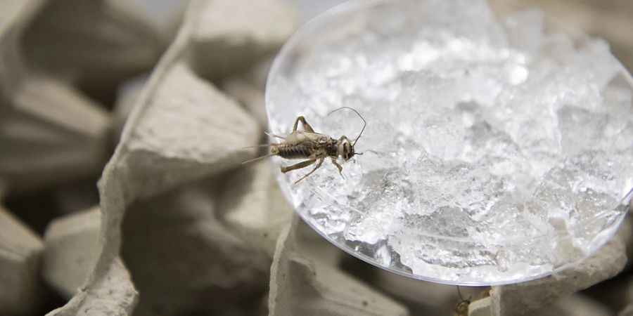 Seit 2017 sind in der Schweiz Heimchen und weitere Insekten in Lebensmitteln erlaubt.