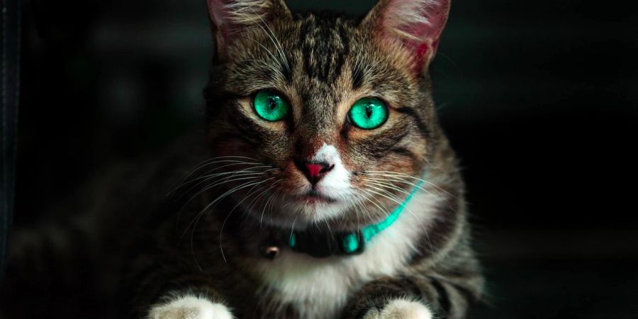 Katze mit Halsband