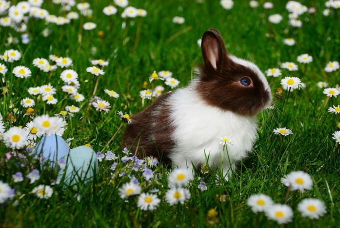 Kaninchen sollten täglich frisches Grünfutter erhalten. Kaninchen