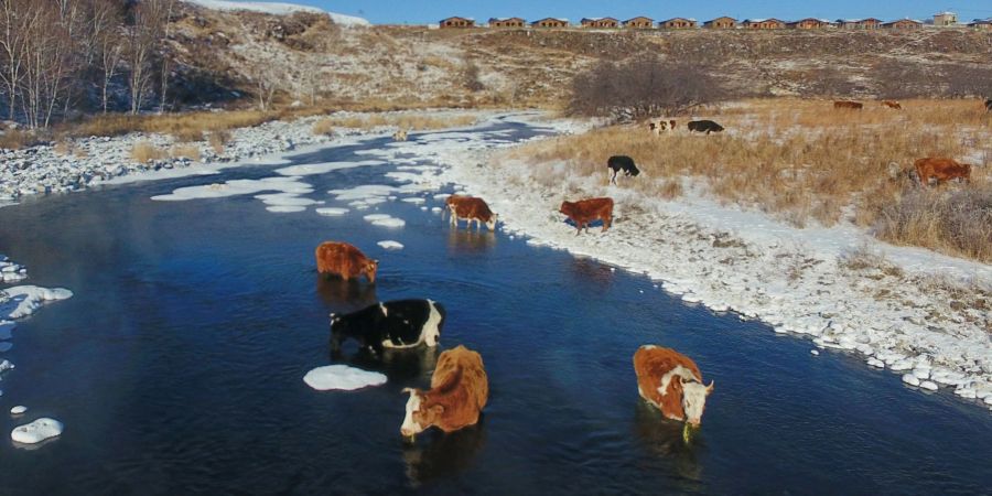 Kühe trinken Wasser aus dem Halha Fluss im Norden von China.