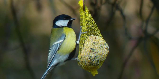 Blaumeise Vogel Futter Netz Körner