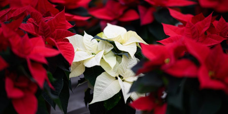 Weihnachtsstern Blume weiss rot