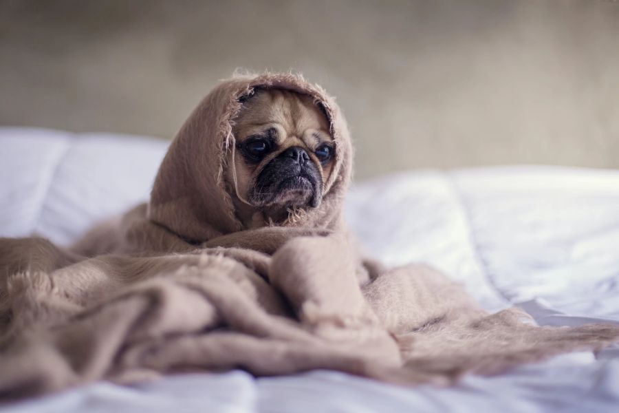 Hund Decke Bett Höhle