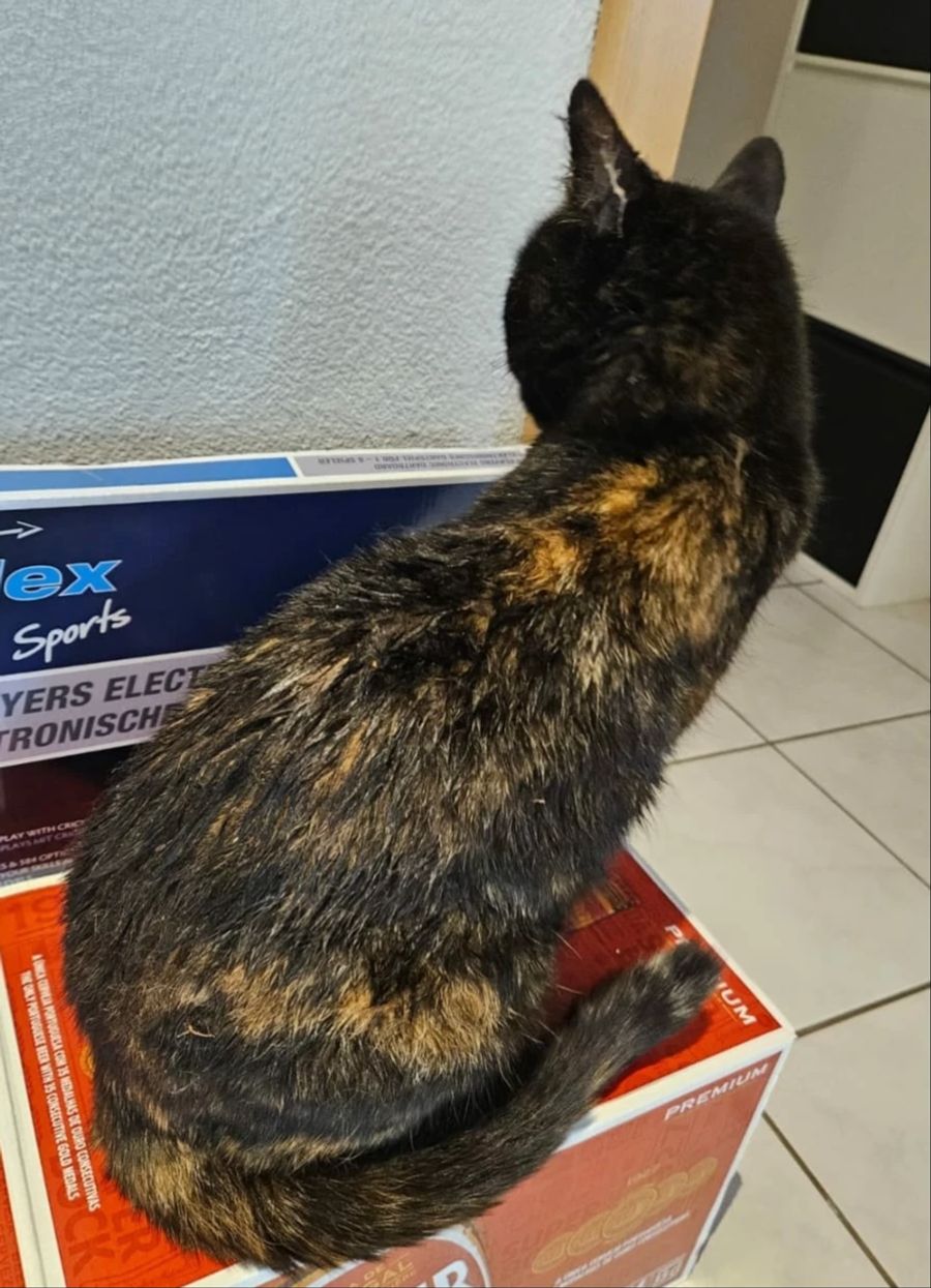 Auf diese Katze auf Pfaffnau wurde Klebstoff geleert.