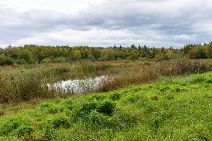Der See wurde mit mehreren kleineren Tümpeln ergänzt.