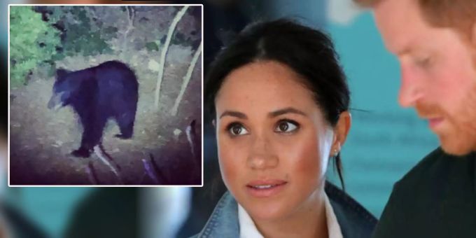 Gefährlich nah - Schwarzbär sucht Anwesen von Harry und Meghan auf