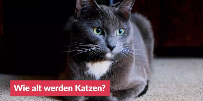 wie alt werden Katzen?