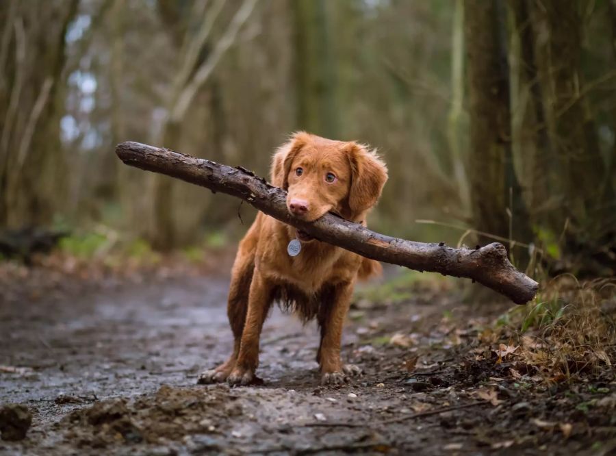 Hund mit Stock im Maul