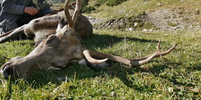 Ein erlegter Kronenhirsch. (Symbolbild) Kronenhirsch