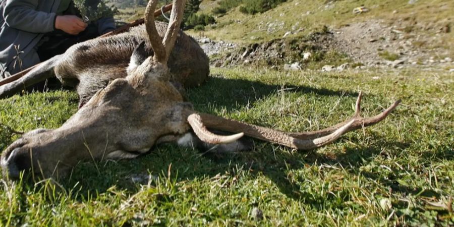 Kronenhirsch