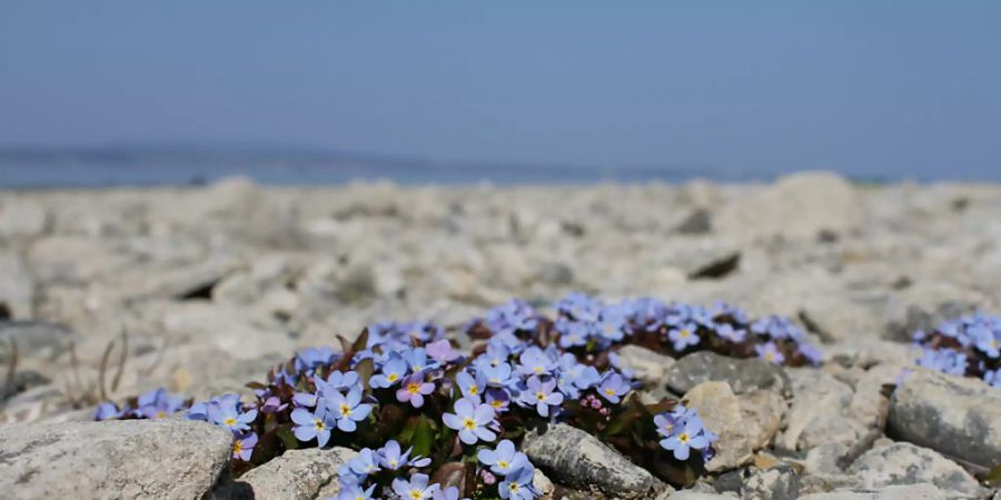 Das Bodensee-Vergissmeinnicht gilt hierzulande als stark gefährdet.