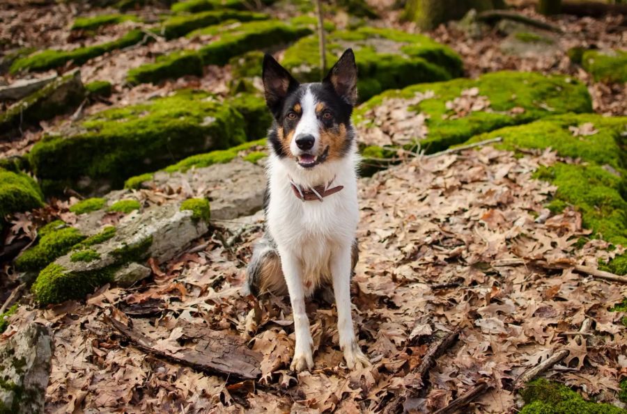 Ein Hund im Wald